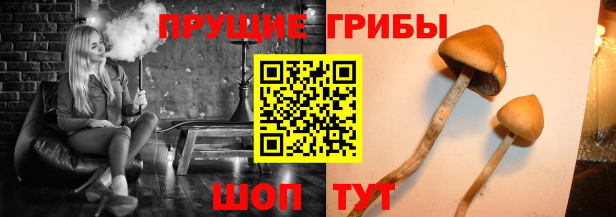 Псилоцибиновые грибы Psilocybine cubensis Россия